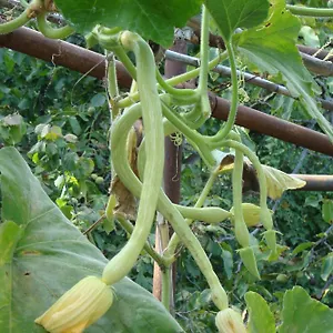 I Girasoli , Ventimiglia Italia